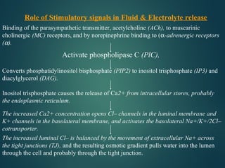 Binding of the parasympathetic transmitter, acetylcholine (ACh), to muscarinic
cholinergic (MC) receptors, and by norepinephrine binding to (α-adrenergic receptors
(α).
Activate phospholipase C (PlC),
Converts phosphatidylinositol bisphosphate (PIP2) to inositol trisphosphate (IP3) and
diacylglycerol (DAG).
Inositol trisphosphate causes the release of Ca2+ from intracellular stores, probably
the endoplasmic reticulum.
The increased Ca2+ concentration opens Cl– channels in the luminal membrane and
K+ channels in the basolateral membrane, and activates the basolateral Na+/K+/2Cl–
cotransporter.
The increased luminal Cl– is balanced by the movement of extracellular Na+ across
the tight junctions (TJ), and the resulting osmotic gradient pulls water into the lumen
through the cell and probably through the tight junction.
Role of Stimulatory signals in Fluid & Electrolyte release
 