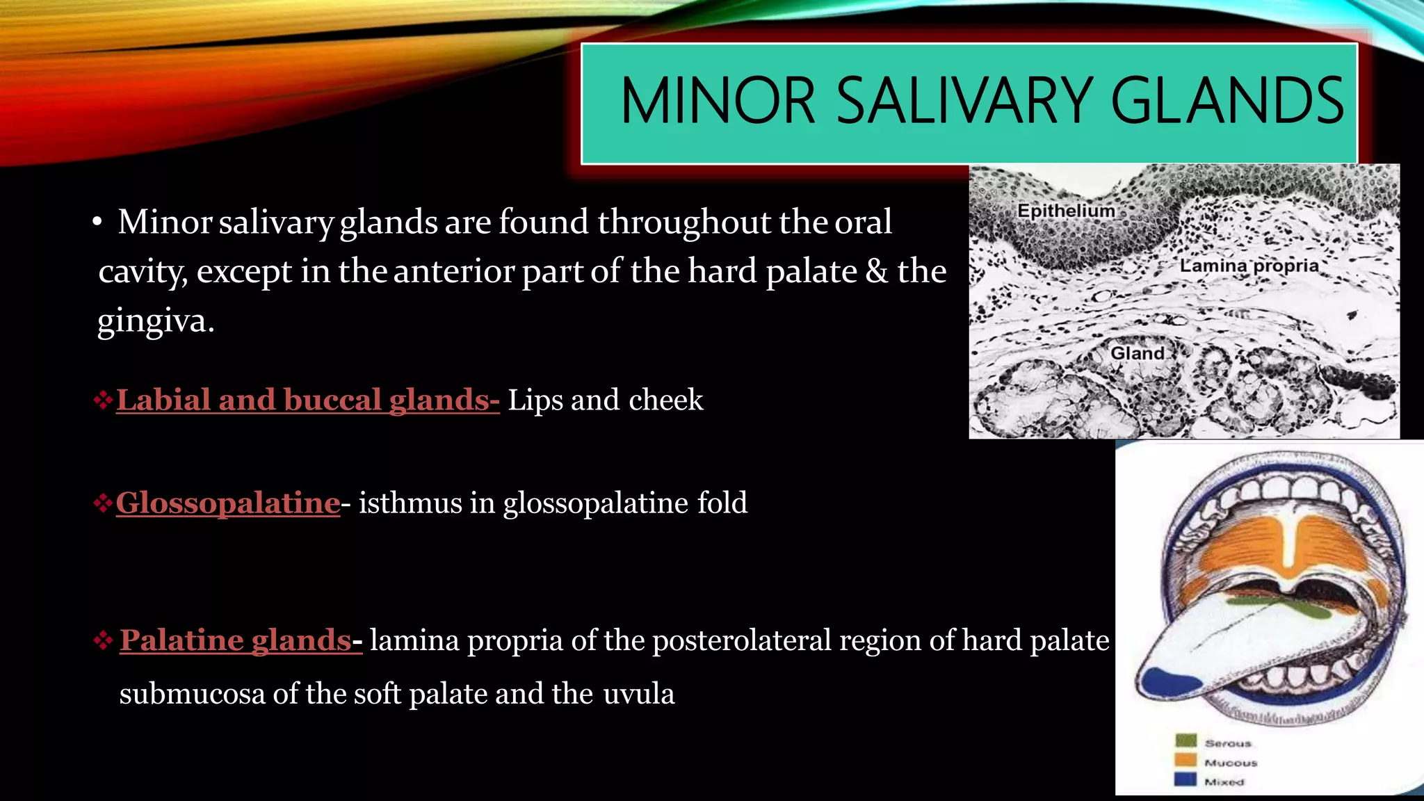 Salivary Glands PPTX salivary-glands-pptx
