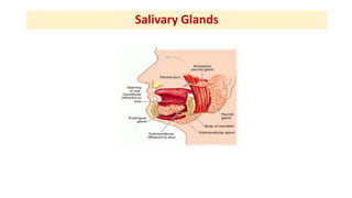 Salivary Glands
 