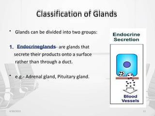 Classification of Glands
• Glands can be divided into two groups:
1. Endocrineglands- are glands that
secrete their products onto a surface
rather than through a duct.
• e.g.- Adrenal gland, Pituitary gland.
4/30/2015 11
 