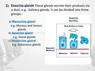 2) Exocrine glands
- These glands secrete their products via
a duct. e.g.- Salivary glands. It can be divided into three
groups:-
a) Merocrine gland
e.g.-Mucous and Serous
glands
b) Apocrine gland
e.g.-Sweat glands
c) Holocrine gland
e.g.-Sebaceous glands
4/30/2015 12
 