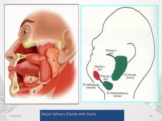 4/30/2015 44
Major Salivary Glands with Ducts
 