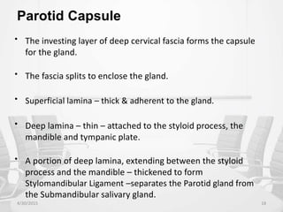 Parotid Capsule
• The investing layer of deep cervical fascia forms the capsule
for the gland.
• The fascia splits to enclose the gland.
• Superficial lamina – thick & adherent to the gland.
• Deep lamina – thin – attached to the styloid process, the
mandible and tympanic plate.
• A portion of deep lamina, extending between the styloid
process and the mandible – thickened to form
Stylomandibular Ligament –separates the Parotid gland from
the Submandibular salivary gland.
4/30/2015 18
 