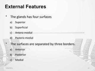 External Features
• The glands has four surfaces
a) Superior
b) Superficial
c) Antero-medial
d) Postero-medial
• The surfaces are separated by three borders.
a) Anterior
b) Posterior
c) Medial
4/30/2015 19
 