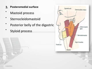 3. Posteromedial surface

Mastoid process

Sternocleidomastoid

Posterior belly of the digastric

Styloid process
4/30/2015 23
 