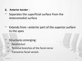 5. Anterior border :
– Separates the superficial surface from the
Anteromedial surface
– Extends from –anterior part of the superior surface
to the apex
– Structures emerging:

Parotid duct

Terminal branches of the facial nerve

Transverse facial vessels
4/30/2015 24
 