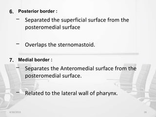 6. Posterior border :
– Separated the superficial surface from the
posteromedial surface
– Overlaps the sternomastoid.
7. Medial border :
– Separates the Anteromedial surface from the
posteromedial surface.
– Related to the lateral wall of pharynx.
4/30/2015 26
 