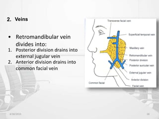 2. Veins
• Retromandibular vein
divides into:
1. Posterior division drains into
external jugular vein
2. Anterior division drains into
common facial vein
4/30/2015 28
 