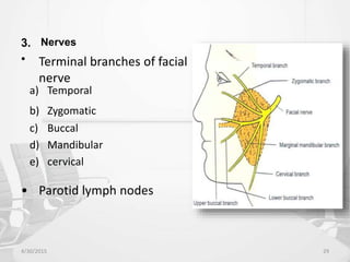 3. Nerves
• Terminal branches of facial
nerve
a) Temporal
b) Zygomatic
c) Buccal
d) Mandibular
e) cervical
• Parotid lymph nodes
4/30/2015 29
 