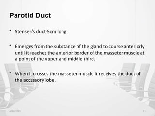 Parotid Duct
• Stensen’s duct-5cm long
• Emerges from the substance of the gland to course anteriorly
until it reaches the anterior border of the masseter muscle at
a point of the upper and middle third.
• When it crosses the masseter muscle it receives the duct of
the accessory lobe.
4/30/2015 31
 