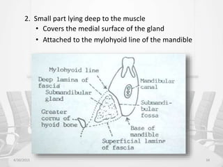 2. Small part lying deep to the muscle
• Covers the medial surface of the gland
• Attached to the mylohyoid line of the mandible
4/30/2015 34
 
