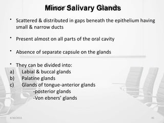 Minor Salivary Glands
• Scattered & distributed in gaps beneath the epithelium having
small & narrow ducts
• Present almost on all parts of the oral cavity
• Absence of separate capsule on the glands
• They can be divided into:
a)
b)
c)
Labial & buccal glands
Palatine glands
Glands of tongue-anterior glands
-posterior glands
-Von ebners’ glands
4/30/2015 45
 