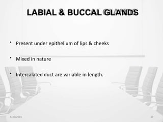 LABIAL & BUCCAL GLANDS
• Present under epithelium of lips & cheeks
• Mixed in nature
• Intercalated duct are variable in length.
4/30/2015 47
 