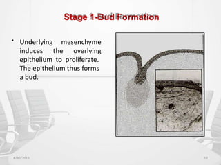 Stage 1-Bud Formation
• Underlying mesenchyme
induces the overlying
epithelium to proliferate.
The epithelium thus forms
a bud.
4/30/2015 52
 