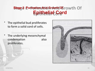 Stage 2 -Formation And Growth Of
Epithelial Cord
• The epithelial bud proliferates
to form a solid cord of cells.
• The underlying mesenchymal
condensation
proliferates.
also
4/30/2015 53
 