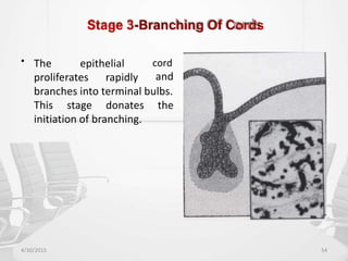 Stage 3-Branching Of Cords
• The epithelial cord
and
proliferates rapidly
branches into terminal bulbs.
This stage donates the
initiation of branching.
4/30/2015 54
 