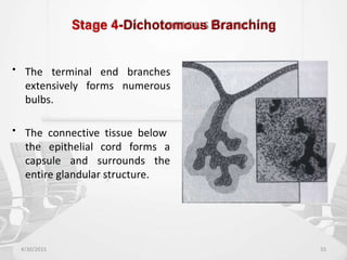 Stage 4-Dichotomous Branching
• The terminal end branches
extensively
bulbs.
forms numerous
• The connective tissue below
the epithelial cord forms a
the
capsule and surrounds
entire glandular structure.
4/30/2015 55
 