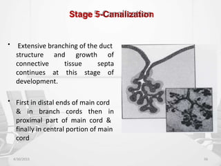 Stage 5-Canalization
• Extensive branching of the duct
structure
connective
continues
and growth
tissue
of
septa
at
development.
this stage of
• First in distal ends of main cord
& in branch cords then in
proximal part of main cord &
finally in central portion of main
cord
4/30/2015 56
 