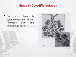 Stage 6- Cytodifferentation
• At last there is
cytodifferentation of the
functional acini
intercalated ducts.
and
4/30/2015 57
 