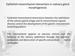 Epithelial-mesenchymal interactions in salivary gland
morphogenesis
• Epithelial mesenchymal interactions between the epithelium
of the salivary gland anlage and its mesenchymal capsule
directly control the development of the gland's characteristic
branching pattern.
• The mesenchyme appears to exercise control over the
behavior of the salivary epithelium through the selective
production and destruction of specific extracellular matrix
molecules
4/30/2015 61
 