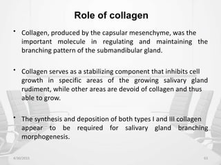 Role of collagen
• Collagen, produced by the capsular mesenchyme, was the
important molecule in regulating and maintaining
branching pattern of the submandibular gland.
the
• Collagen serves as a stabilizing component that inhibits cell
growth in specific areas of the growing salivary gland
rudiment, while other areas are devoid of collagen and thus
able to grow.
• The synthesis and deposition of both types I and III collagen
appear to be
morphogenesis.
required for salivary gland branching
4/30/2015 63
 