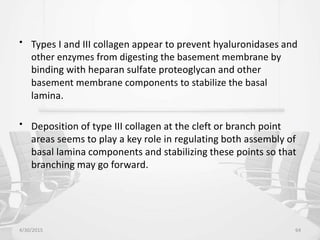 • Types I and III collagen appear to prevent hyaluronidases and
other enzymes from digesting the basement membrane by
binding with heparan sulfate proteoglycan and other
basement membrane components to stabilize the basal
lamina.
• Deposition of type III collagen at the cleft or branch point
areas seems to play a key role in regulating both assembly of
basal lamina components and stabilizing these points so that
branching may go forward.
4/30/2015 64
 