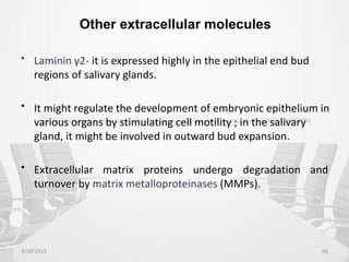 Other extracellular molecules
• Laminin γ2- it is expressed highly in the epithelial end bud
regions of salivary glands.
• It might regulate the development of embryonic epithelium in
various organs by stimulating cell motility ; in the salivary
gland, it might be involved in outward bud expansion.
• Extracellular matrix proteins undergo degradation
turnover by matrix metalloproteinases (MMPs).
and
4/30/2015 66
 