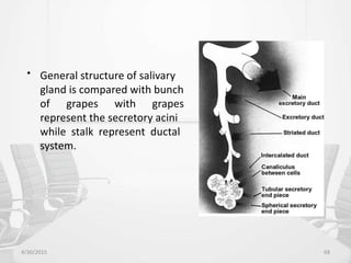 4/30/2015 68
• General structure of salivary
gland is compared with bunch
of grapes with grapes
represent the secretory acini
while stalk represent ductal
system.
 
