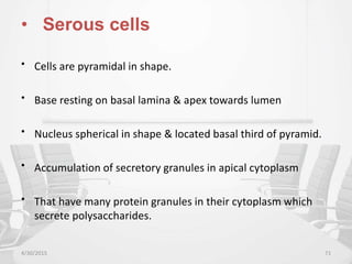 • Serous cells
• Cells are pyramidal in shape.
• Base resting on basal lamina & apex towards lumen
• Nucleus spherical in shape & located basal third of pyramid.
• Accumulation of secretory granules in apical cytoplasm
• That have many protein granules in their cytoplasm which
secrete polysaccharides.
4/30/2015 71
 