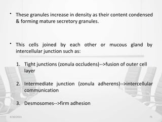 • These granules increase in density as their content condensed
& forming mature secretory granules.
• This cells joined by each
intercellular junction such as:
other or mucous gland by
1. Tight junctions (zonula occludens)-->fusion of outer cell
layer
2. Intermediate junction (zonula adherens)-->intercellular
communication
3. Desmosomes-->firm adhesion
4/30/2015 75
 