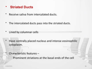 • Striated Ducts
• Receive saliva from intercalated ducts.
• The intercalated ducts pass into the striated ducts.
• Lined by columnar cells
• Have centrally placed nucleus and intense eosinophilic
cytoplasm.
• Characteristic features –
Prominent striations at the basal ends of the cell
4/30/2015 86
 