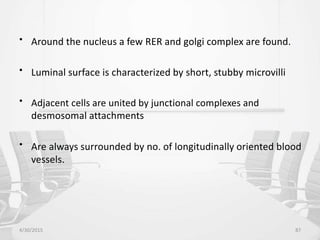 • Around the nucleus a few RER and golgi complex are found.
• Luminal surface is characterized by short, stubby microvilli
• Adjacent cells are united by junctional complexes and
desmosomal attachments
• Are always surrounded by no. of longitudinally oriented blood
vessels.
4/30/2015 87
 