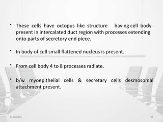 • These cells have octopus like structure having cell body
present in intercalated duct region with processes extending
onto parts of secretory end piece.
• In body of cell small flattened nucleus is present.
• From cell body 4 to 8 processes radiate.
• b/w myoepithelial
attachment present.
cells & secretary cells desmosomal
4/30/2015 92
 