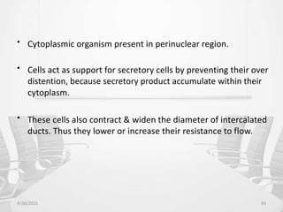 • Cytoplasmic organism present in perinuclear region.
• Cells act as support for secretory cells by preventing their over
distention, because secretory product accumulate within their
cytoplasm.
• These cells also contract & widen the diameter of intercalated
ducts. Thus they lower or increase their resistance to flow.
4/30/2015 93
 