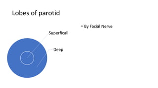 anatomy of the human Salivary Glands.pptx