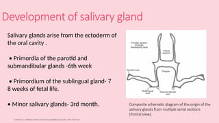 SALIVARY GLANDS in oral pathology446.pptx
