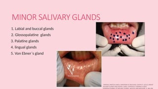 Labial Science SALIVARY GLANDS in oral pathology446.pptx