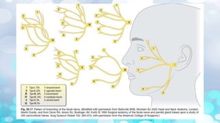 Surgical anatomy of Salivary glands - ORAL AND MAXILLOFACIAL SURGERY | PPTX