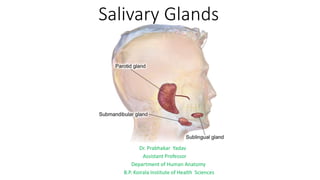 Salivary Glands
Dr. Prabhakar Yadav
Assistant Professor
Department of Human Anatomy
B.P. Koirala Institute of Health Sciences
 