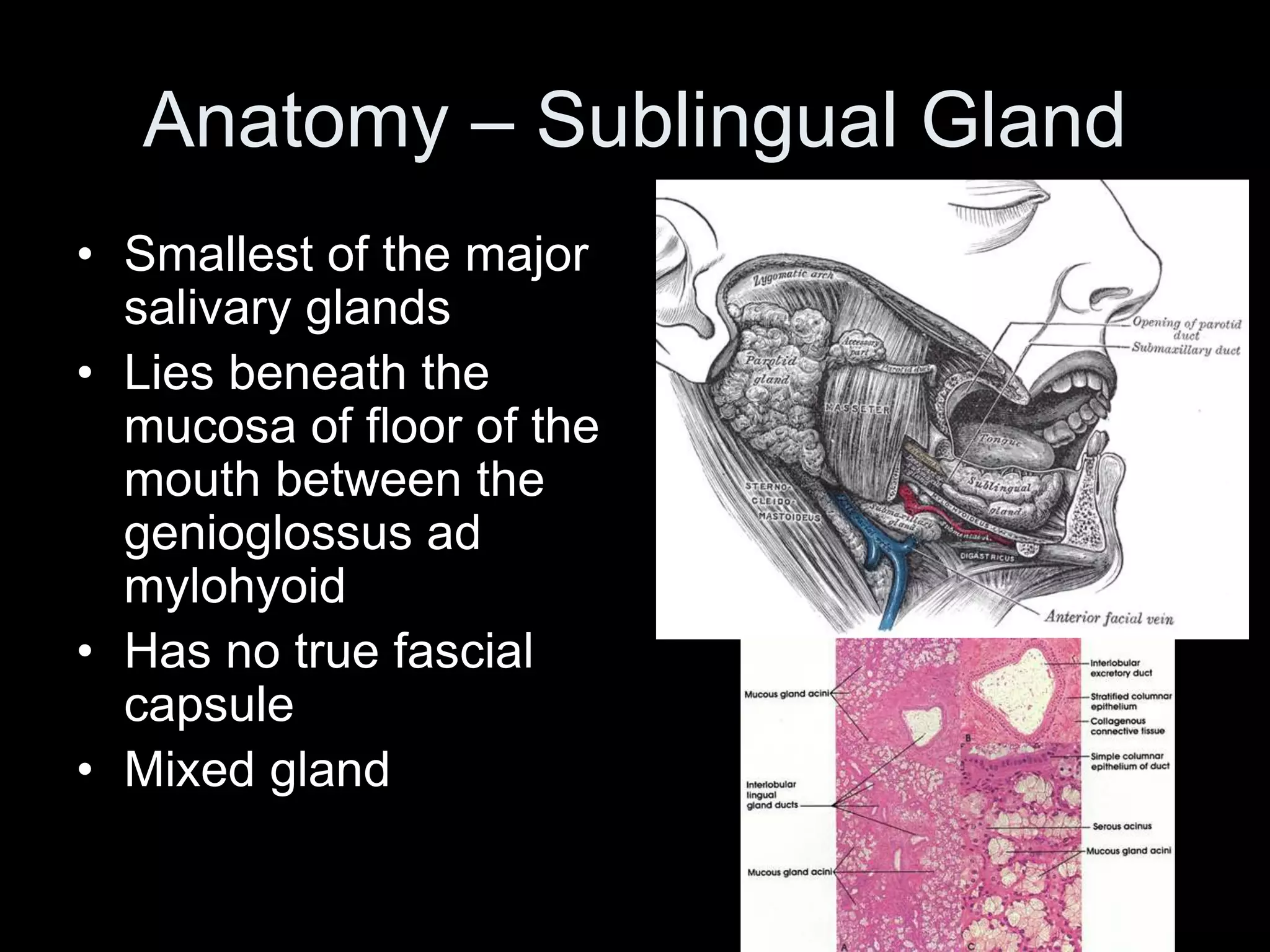 Salivary Glands csu ppt salivary-glands-csu-ppt