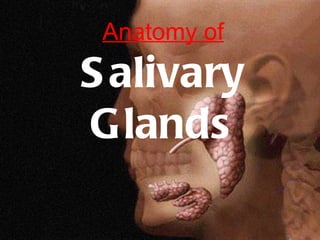 Anatomy of
S alivary
Glands
 