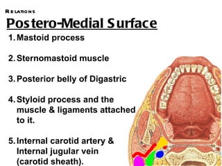 R e lations

Pos tero-Medial S urface
 1. Mastoid process

 2. Sternomastoid muscle

 3. Posterior belly of Digastric

 4. Styloid process and the
    muscle & ligaments attached
    to it.

 5. Internal carotid artery &
    Internal jugular vein
    (carotid sheath).
 