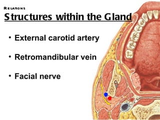 R e lations

S tructures within the G land

  • External carotid artery

  • Retromandibular vein

  • Facial nerve
 