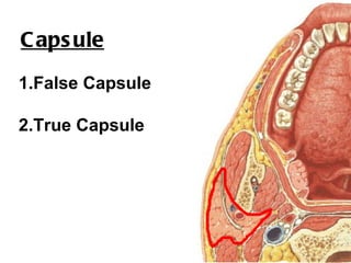 C aps ule
1.False Capsule

2.True Capsule
 