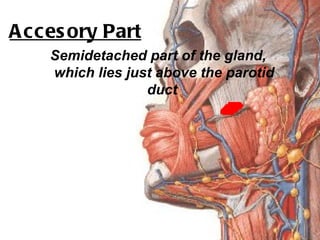 A cces ory Part
    Semidetached part of the gland,
    which lies just above the parotid
                  duct
 