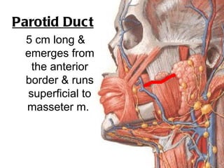 Parotid Duct
 5 cm long &
 emerges from
  the anterior
 border & runs
 superficial to
 masseter m.
 