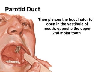 Parotid Duct
           Then pierces the buccinator to
               open in the vestibule of
             mouth, opposite the upper
                   2nd molar tooth
 