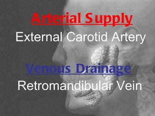 A rterial S upply
External Carotid Artery

 Venous Drainage
Retromandibular Vein
 