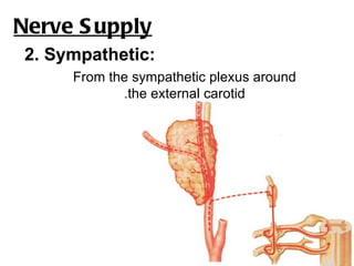 Nerve S upply
 2. Sympathetic:
      From the sympathetic plexus around
             .the external carotid
 