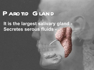 P arotid G land
It is the largest salivary gland -
Secretes serous fluids -
 